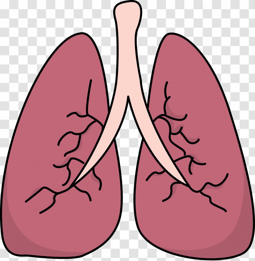 Lung Clip Art - Heart - Small Lungs Cliparts Transparent PNG