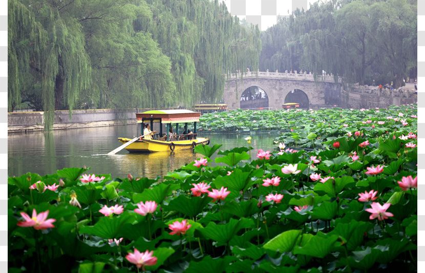 Beihai Park Forbidden City Jingshan Tourism - Plant - Lotus Transparent PNG