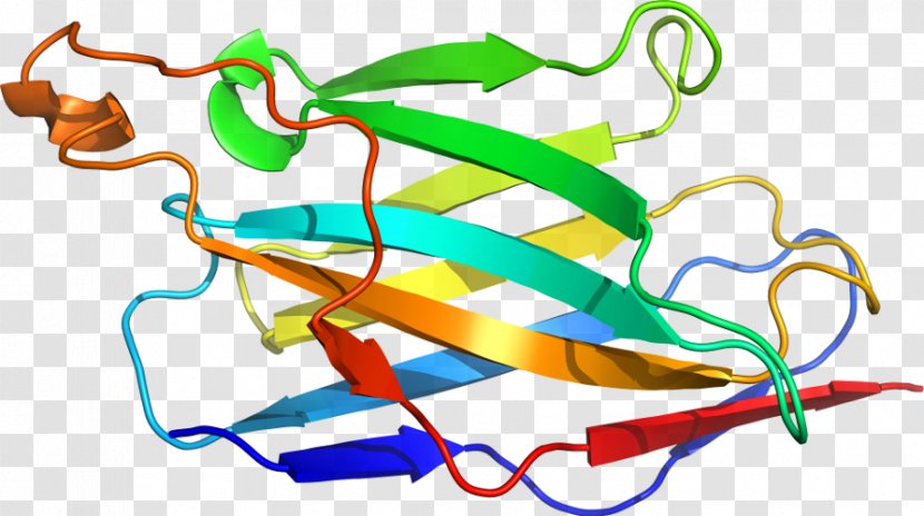 Clip Art Product Line Organism Special Olympics Area M - Envelope Glycoprotein Gp120 Transparent PNG