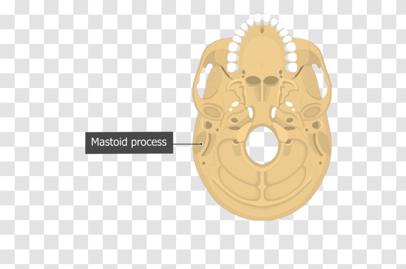 Mastoid Part Of The Temporal Bone Process Anatomy - Palatine - Ear Hole Transparent PNG