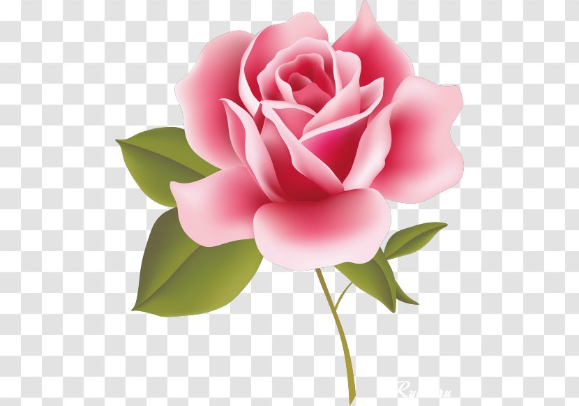 Rose Pink Flower Clip Art - Floribunda - Beautiful Picture Transparent PNG
