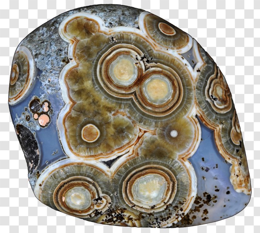 Abalone Circle Organism - Flower Transparent PNG