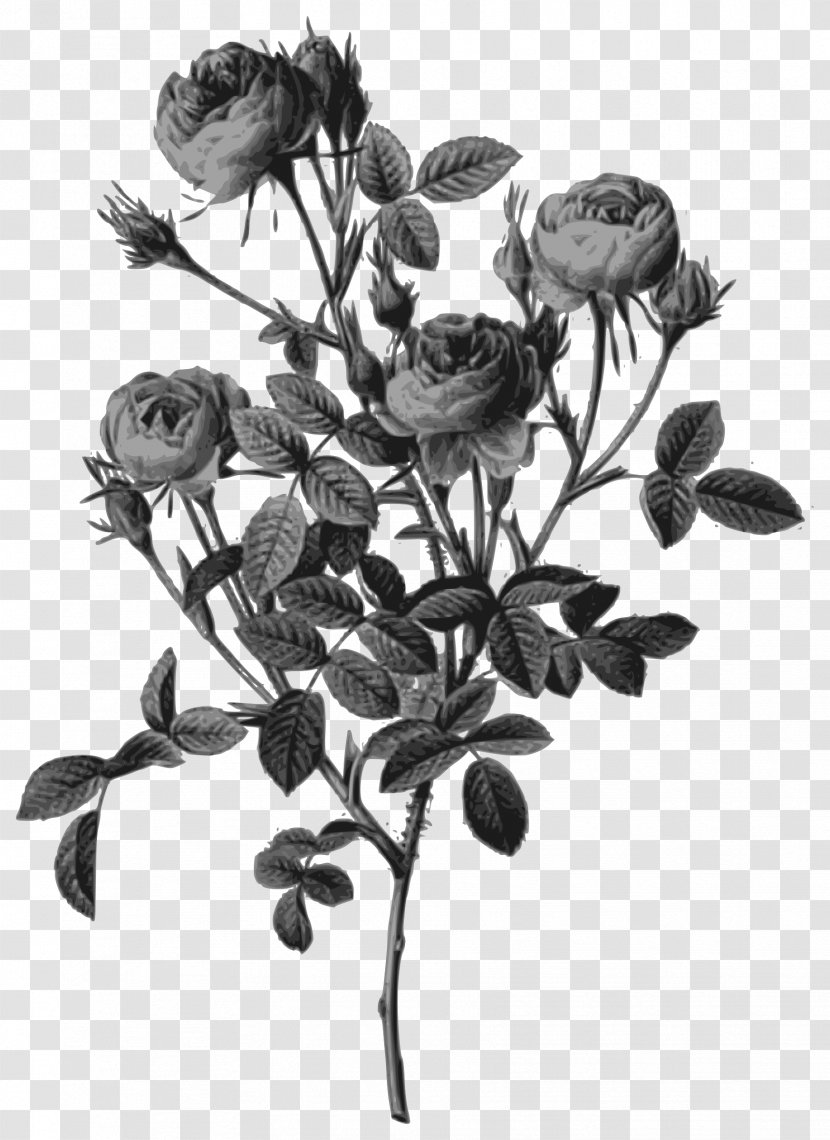 Botanical Illustration Art Moss Rose Illustrator - Branch - Flower Transparent PNG