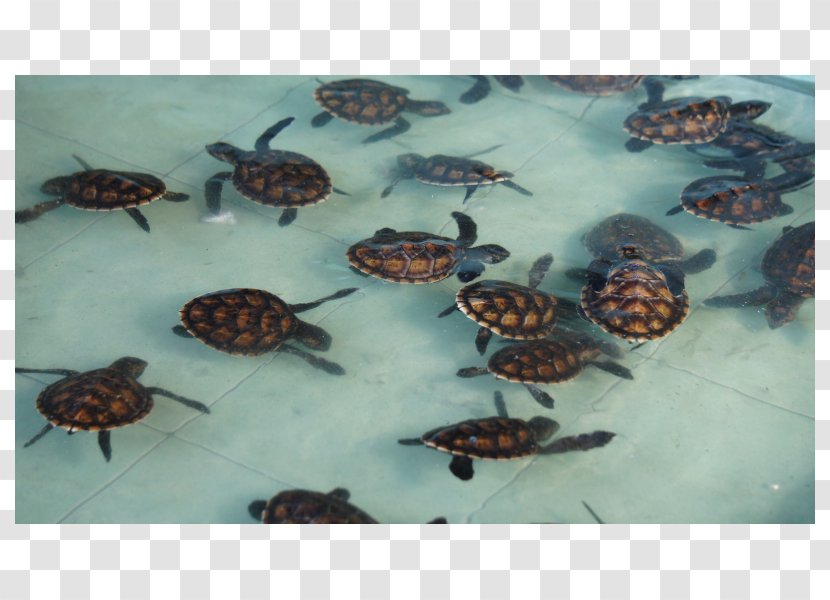 Box Turtles Tortoise Sea Turtle Invertebrate Transparent PNG