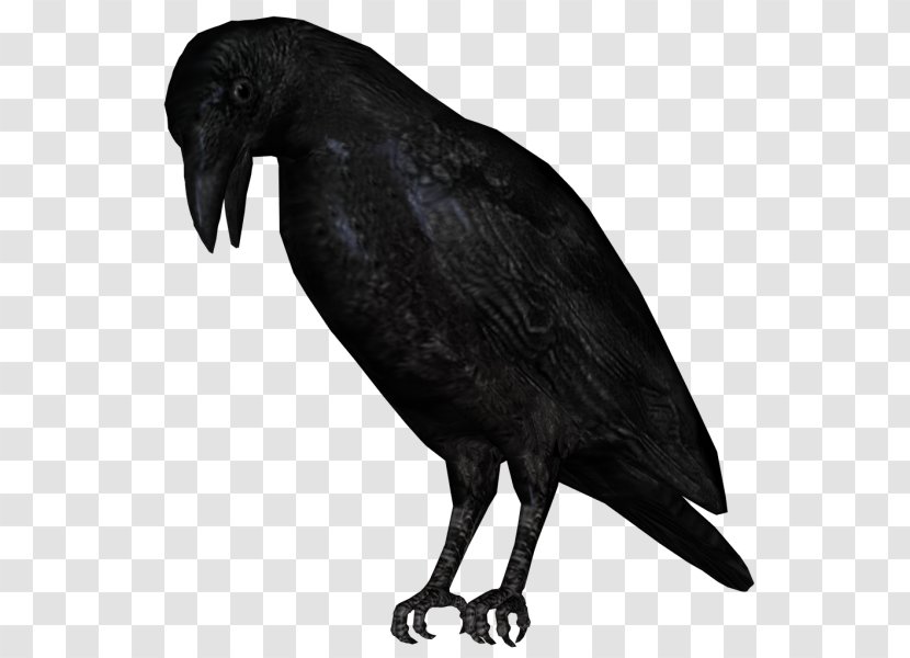 American Crow New Caledonian Rook Bird Common Raven Transparent PNG