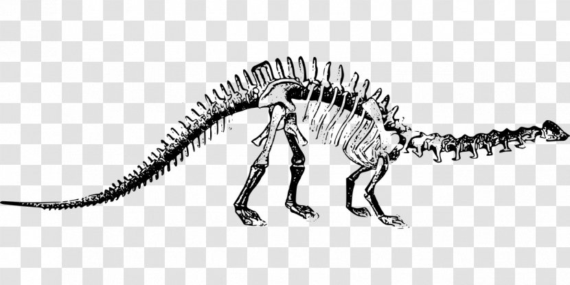Brontosaurus Apatosaurus Tyrannosaurus Stegosaurus Dinosaur Park - Black And White Transparent PNG