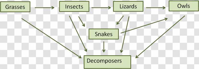 Food Chain Web Decomposer Ecosystem - Pyramid 5 Step Transparent PNG