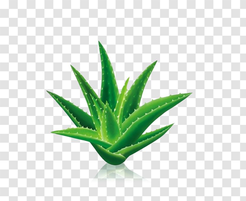 Aloe Vera Aloin Gel Extract Leaf - Cactus Transparent PNG