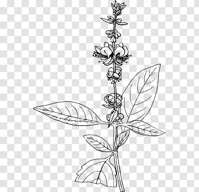 African Blue Basil Pesto Drawing Holy - Line Art - Monochrome Photography Transparent PNG