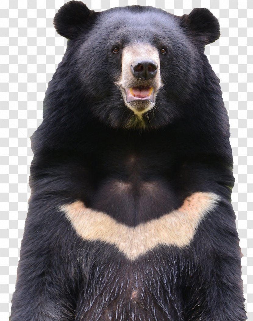 American Black Bear Brown Asian Stock Photography - Non Profit Organization Transparent PNG