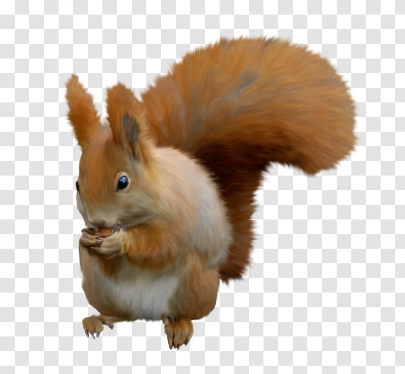 Squirrel Cartoon - Animal - Tail Eurasian Red Transparent PNG