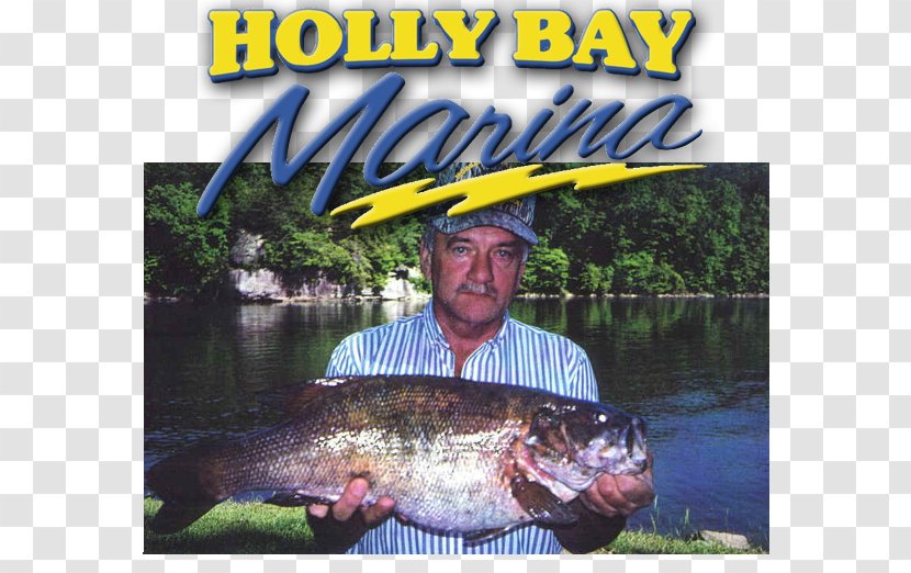 Laurel River Lake Holly Bay Marina Recreational Fishing Bass - Kentucky Department Of Fish And Wildlife Resources Transparent PNG