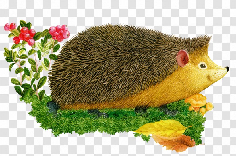 European Hedgehog Drawing Cartoon Clip Art - Rat - ежик Transparent PNG