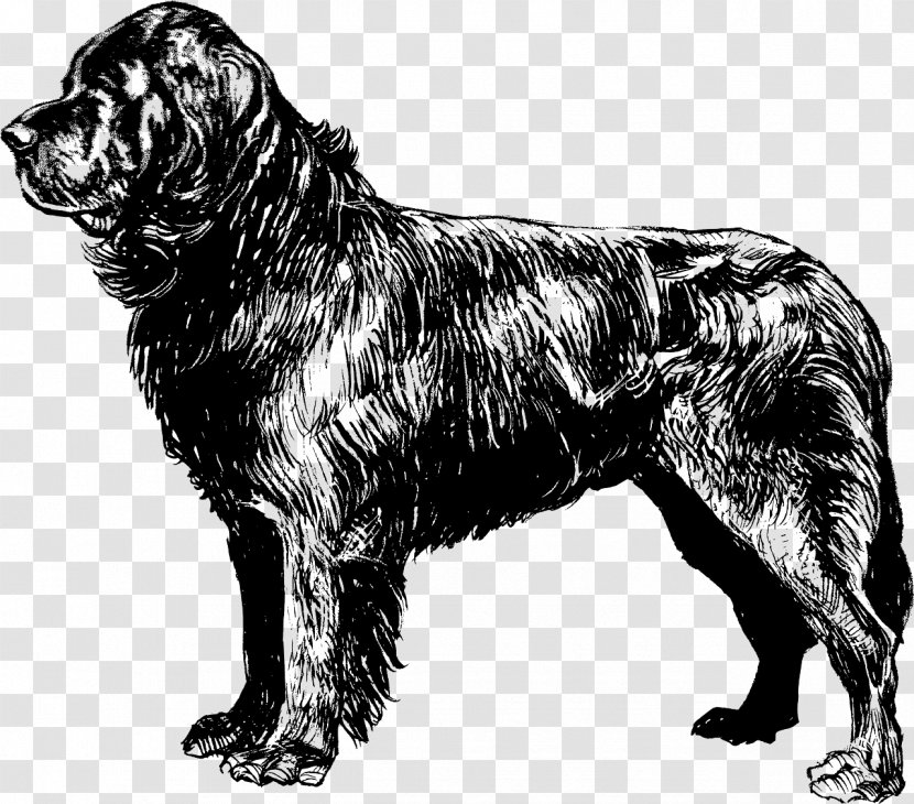 Newfoundland Dog Puppy Beagle Coloring Book Clip Art - Breed Group Transparent PNG