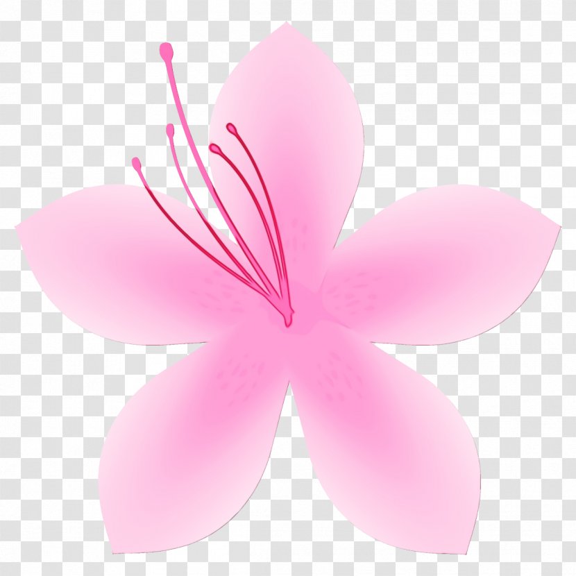 Petal Pink Flower Plant Hibiscus - Flowering - Frangipani Transparent PNG