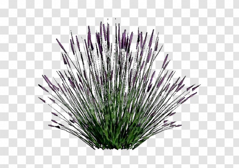 Purple Grasses - Plant Transparent PNG