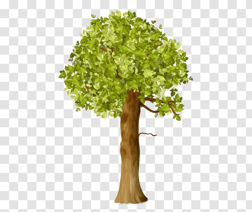 Tree Oak Shrub Clip Art - Plant Transparent PNG