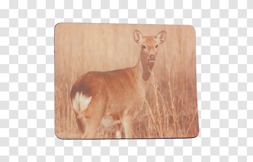 Deer Cattle Wildlife Snout Tail Transparent PNG