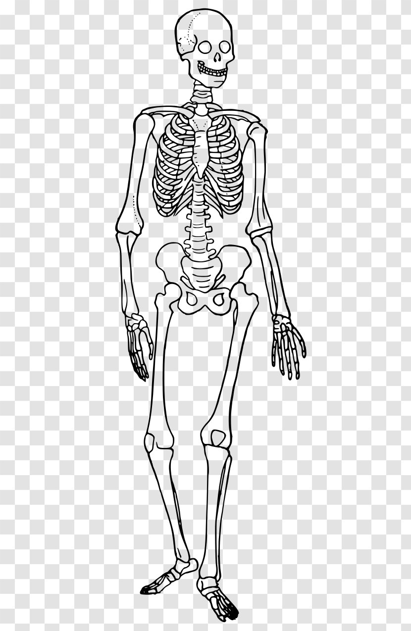 Human Skeleton Body Diagram Bone - Frame Transparent PNG