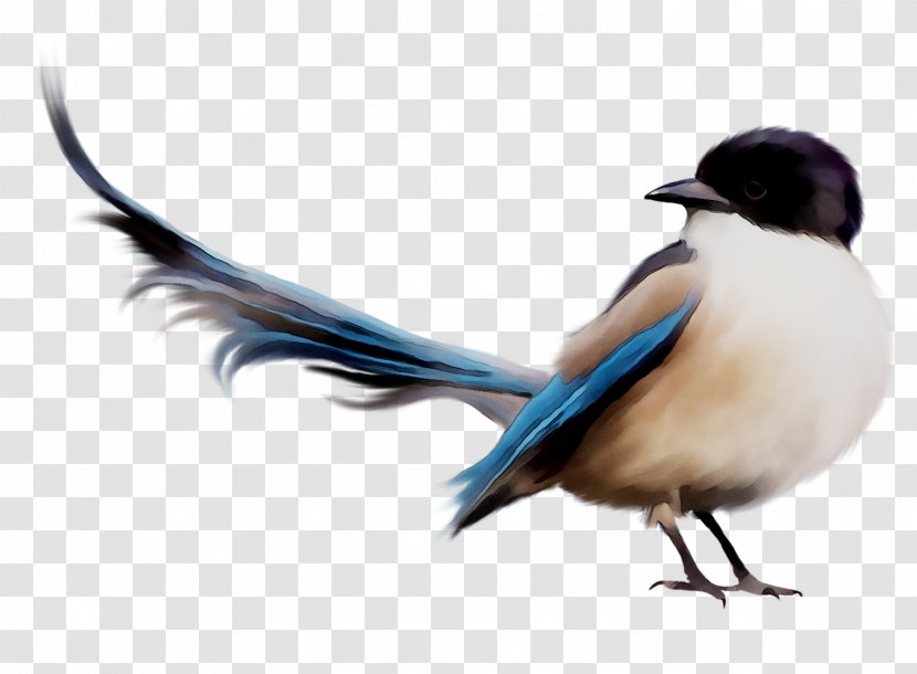 Bird Illustrations Clip Art Eurasian Magpie - Perching - Bluebird Transparent PNG