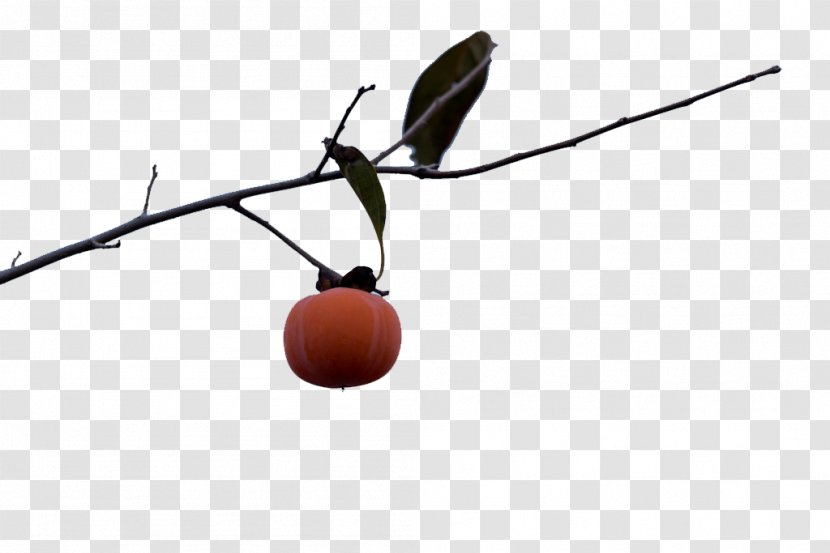 Photography Persimmon - Architecture - On The Branch Alone Transparent PNG
