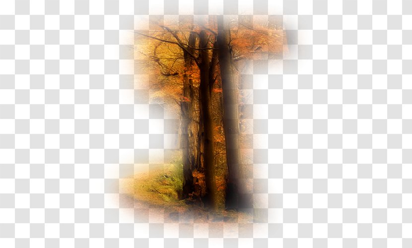 Still Life Photography Desktop Wallpaper Computer - Forest Transparent PNG