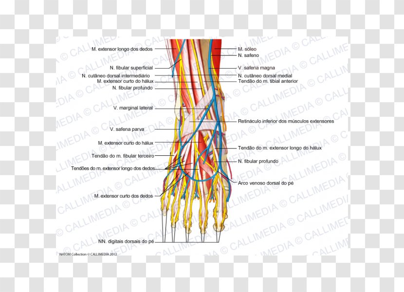 Foot Human Body Anatomy Intermediate Dorsal Cutaneous Nerve - Flower - Watercolor Transparent PNG
