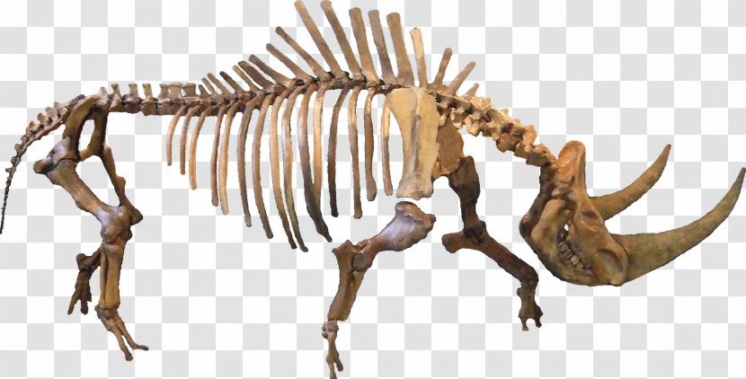 Woolly Rhinoceros Javan Bird Extinction - Rhino Transparent PNG