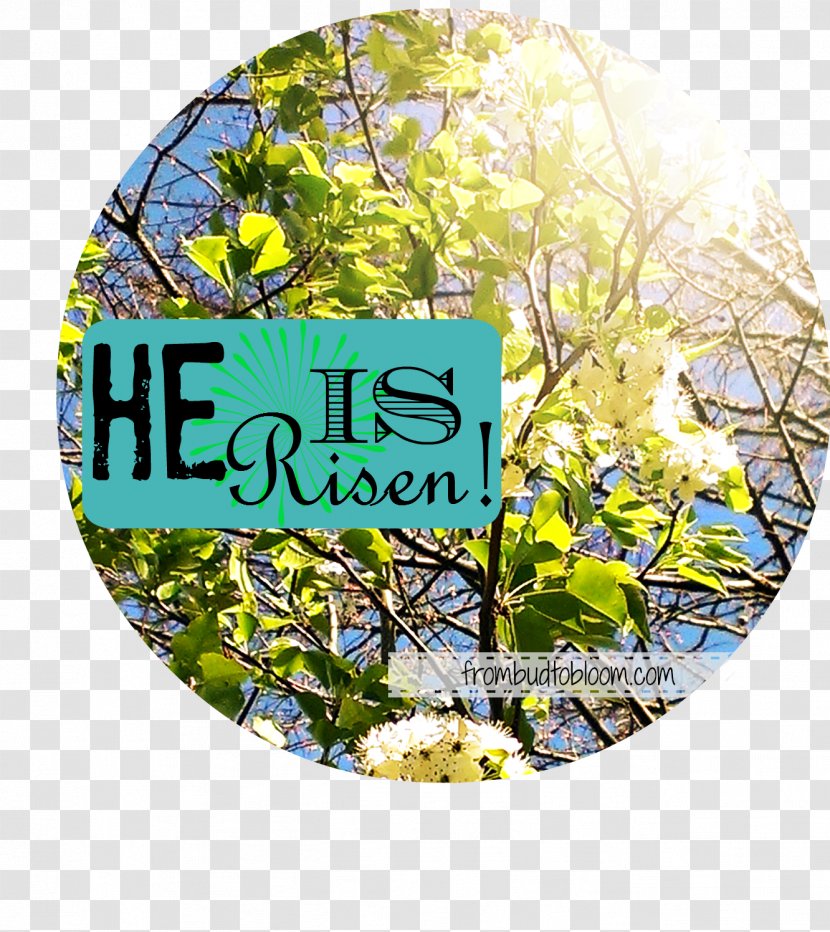 Wedding Flower Branching Slide Show - He Is Risen Transparent PNG