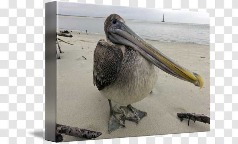 Pelican Folly Beach Gallery Wrap Canvas Beak - Printmaking Transparent PNG