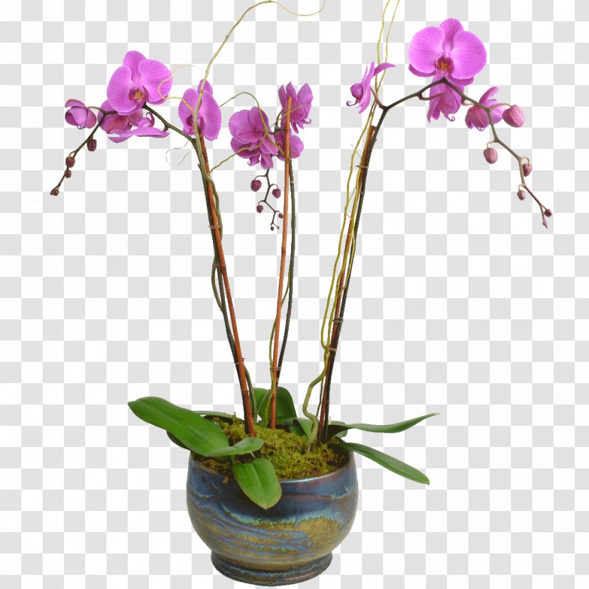Flower Moth Orchids Plant Stem - Purple - Orchid Transparent PNG