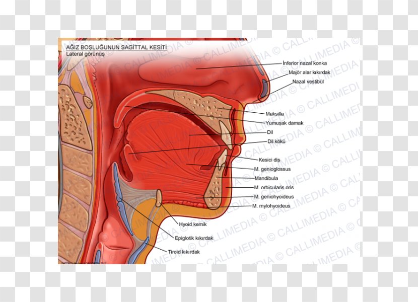 Anatomy Human Mouth Sagittal Plane Soft Palate - Tree - Tongue Transparent PNG
