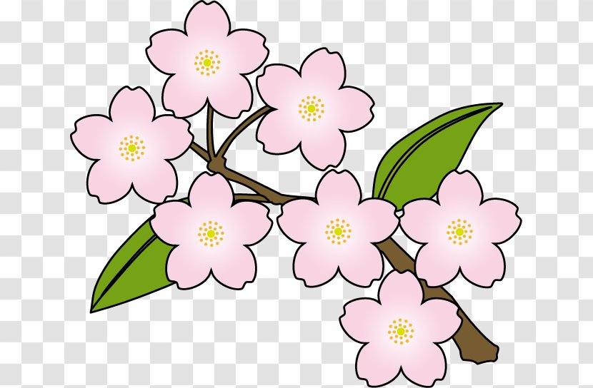 Cherry Blossom Flower Clip Art - Pink - Blossoms Clipart Transparent PNG