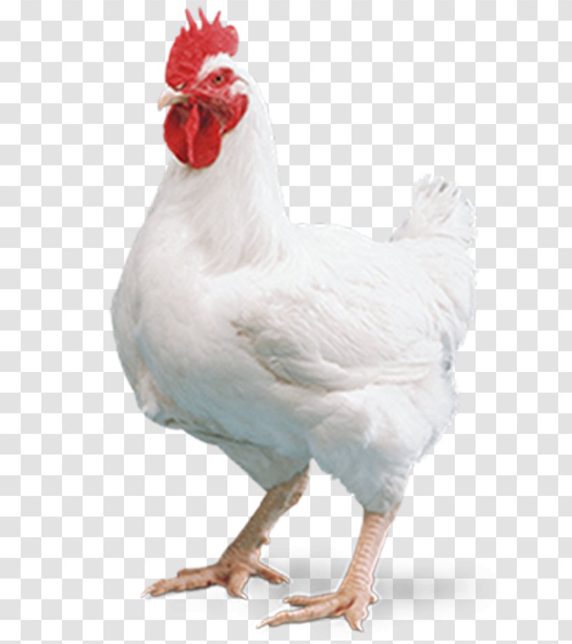Cornish Chicken Broiler Kuroiler Mandi Tikka Masala - Livestock - Egg Transparent PNG
