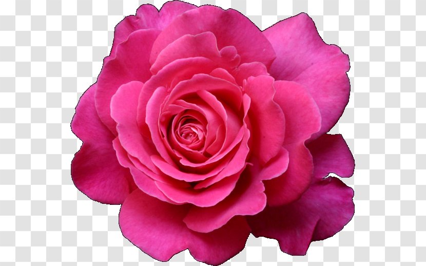 Garden Roses Flower Drawing Fuchsia Clip Art - Rose - Charlie Chaplin Transparent PNG