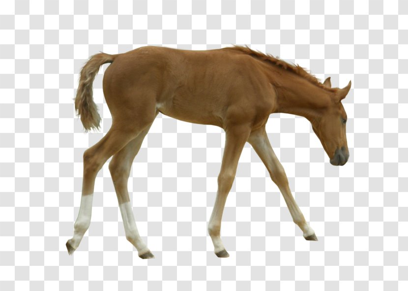 Mustang Foal Mare Colt Stallion - Horse Breeding Transparent PNG
