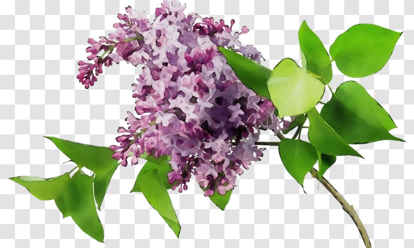 Flower Lilac Plant Purple - Petal Dendrobium Transparent PNG