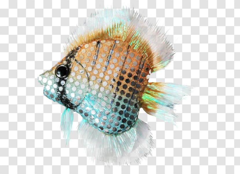 Fish Close-up .cf Turquoise - Cf Transparent PNG
