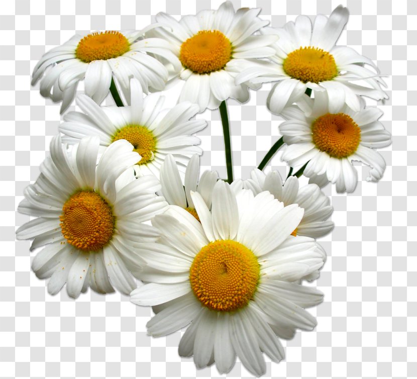 Roman Chamomile German Essential Oil Transparent PNG