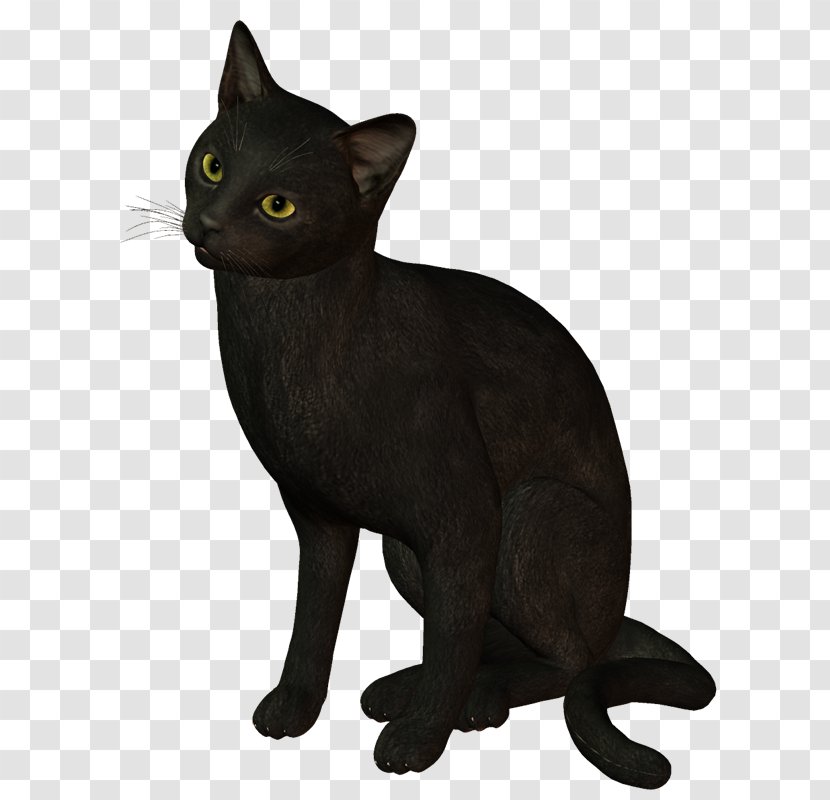 Black Cat Burmese Bombay Malayan Havana Brown - Korat - ็HR Transparent PNG
