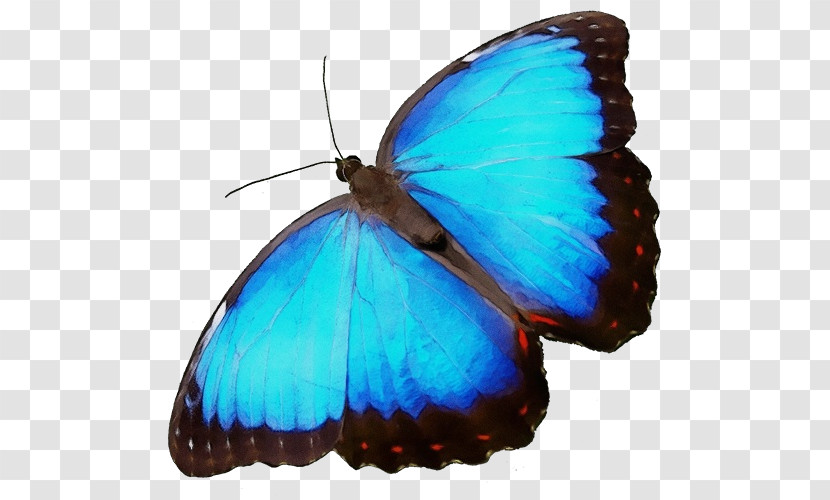 Brush-footed Butterflies Microsoft Azure Transparent PNG