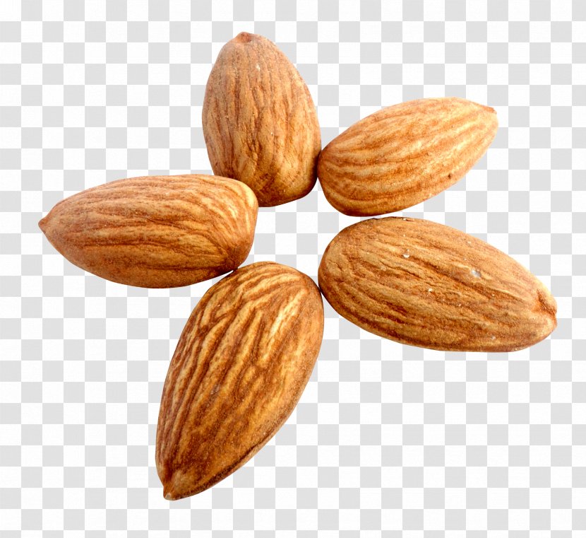 Nut Almond Apricot Kernel - Commodity Transparent PNG