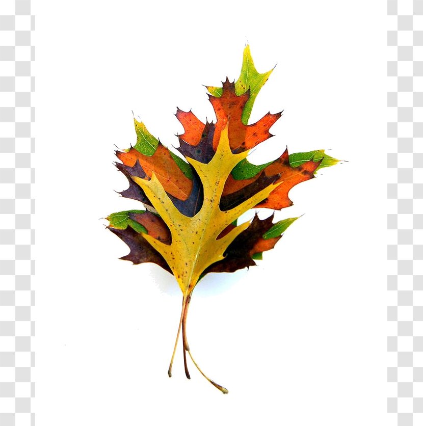 Paper Maple Leaf Autumn Color - Scrapbooking Transparent PNG