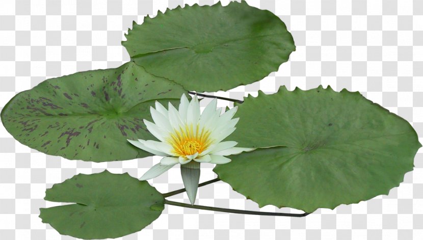 Aquatic Plants - Plant Transparent PNG