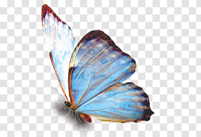 Butterfly Download - Wing - Blue Transparent PNG