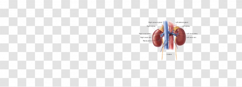 Line Technology Angle - Adrenal Gland - Kidney Transparent PNG