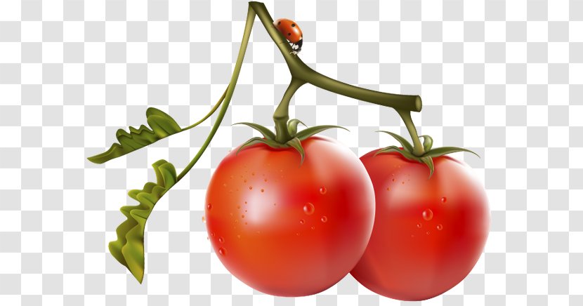 `Вне «игры» Nightshade Cherry Tomato Food Vegetable - Family - Science Transparent PNG