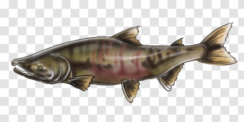 Chinook Salmon Keyword Tool Alaska Male Reproductive System - Fauna - Pacific Salmons And Trouts Transparent PNG