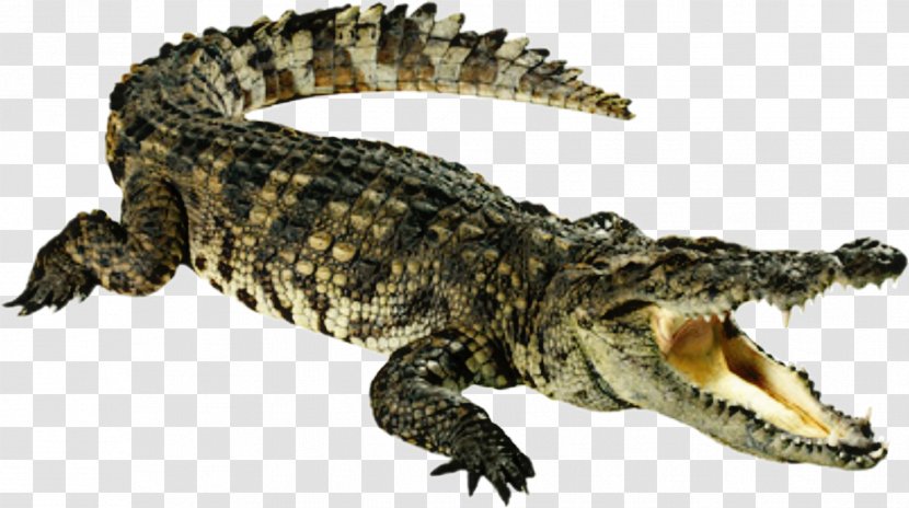 Crocodile Alligators Transparency Clip Art - Reptile Transparent PNG