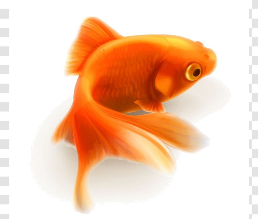 Lionhead Vector Graphics Clip Art Illustration Fish - Bony Transparent PNG